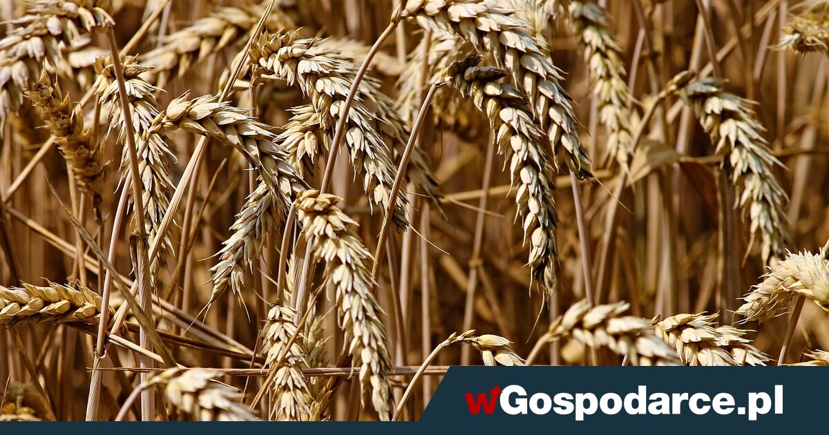 Straty w plonach. Wiosenna susza brzemienna w skutki