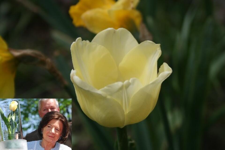 Tulipan Maria Kaczyńska, fot. wPolityce.pl