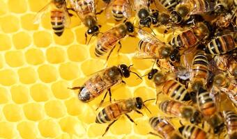 12 mln euro więcej na pszczoły