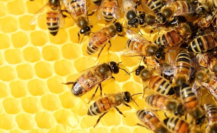 pszczoła miodna / autor: Pixabay