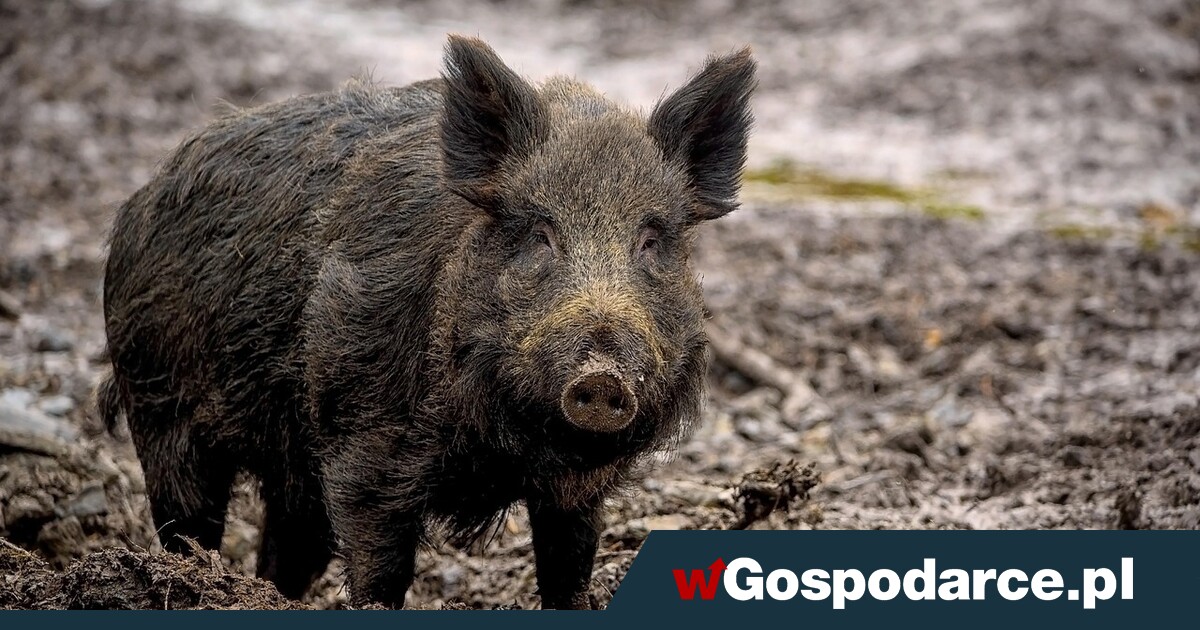 ASF kosztował Polskę 20 mld zł