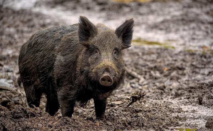 W ciągu minionej dekady miliard złotych wydano na odstrzał dzików, przenoszących wirusa ASF / autor: Pixabay