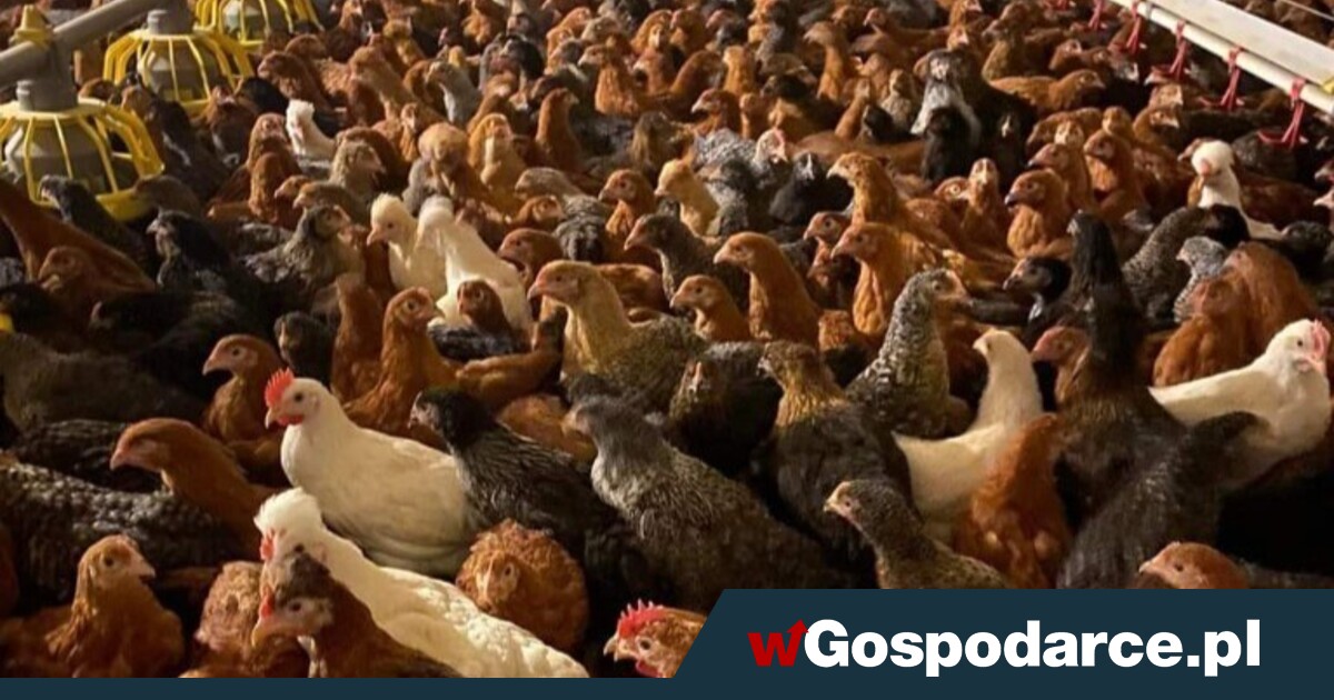 Epidemia ptasiej grypy: czy służby jeszcze kontrolują sytuację?