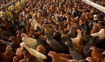Epidemia ptasiej grypy: czy służby jeszcze kontrolują sytuację?