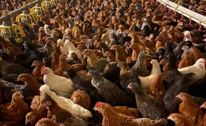 Przepełnione kurniki sprzyjają transmisji wirusa ptasiej grypy / autor: Pexels