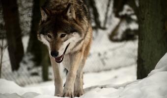Trzy wilki z Podkarpacia będą odstrzelone