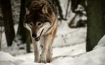 Trzy wilki z Podkarpacia będą odstrzelone
