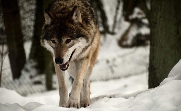 Na terenie powiatu brzozowskiego na Podkarpaciu może bytować 28-30 wilków / autor: Pixabay