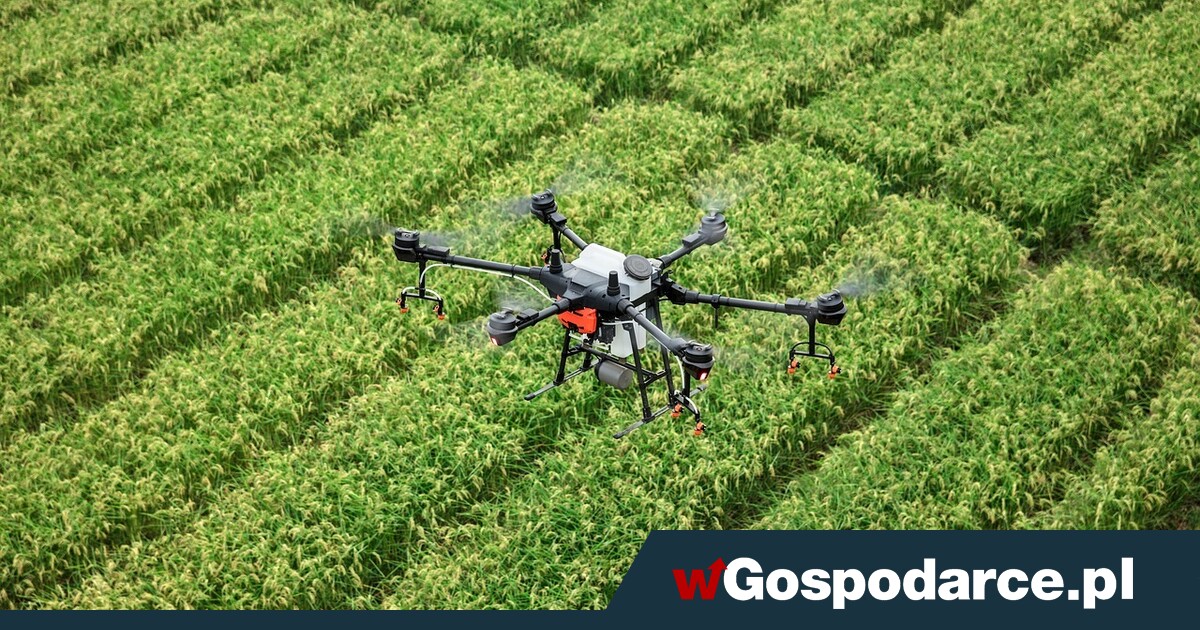 Zielone światło dla dronów na polu