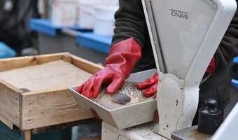 W tym roku karpie zdecydowanie zdrożały