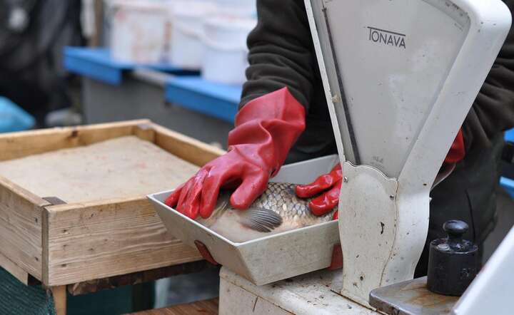 Wyraźnie więcej trzeba zapłacić w tym roku za karpia / autor: Pixabay