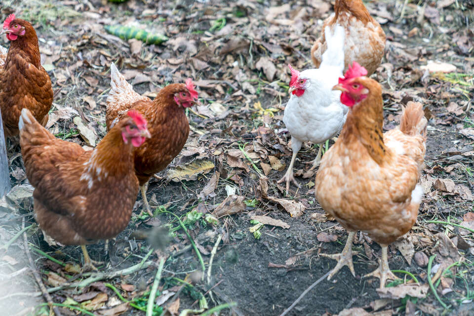 Drobiarstwo interesem znoszącym złote jaja? Zaskakujące dane