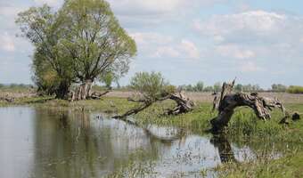 Milion ryb trafi do Warty