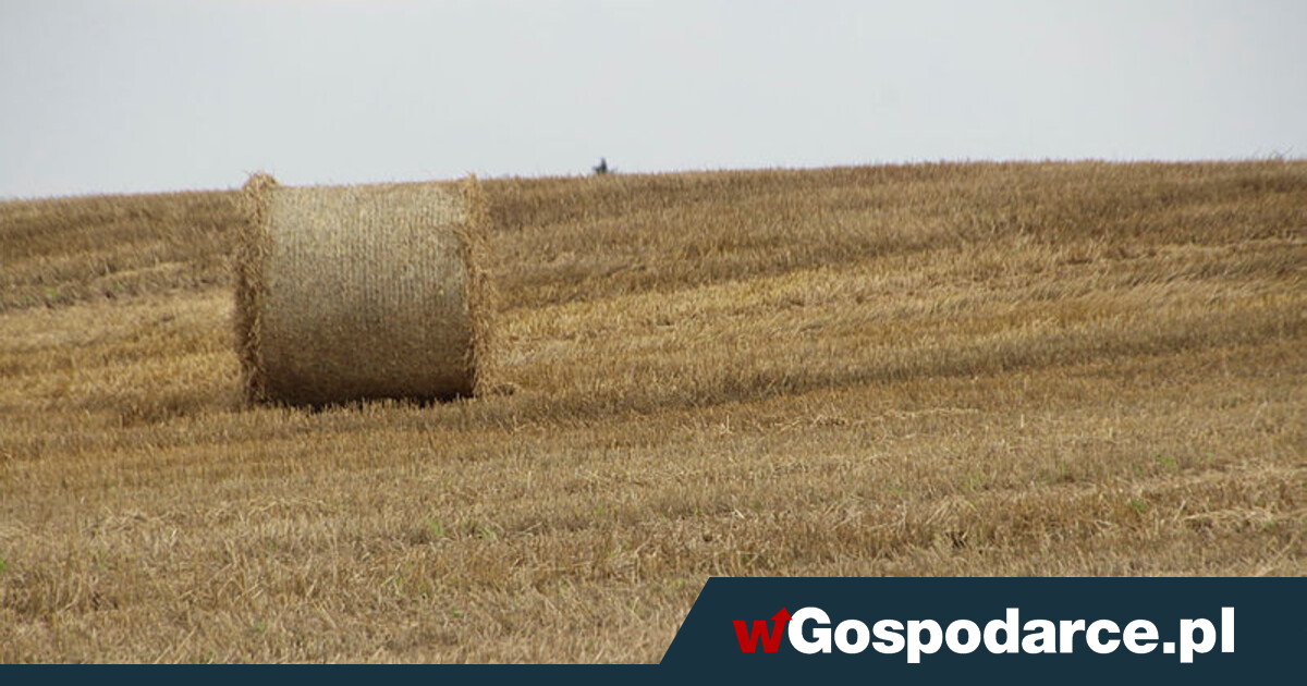 ARiMR dopłaca 3 tys. zł do hektara