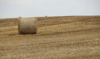 ARiMR dopłaca 3 tys. zł do hektara