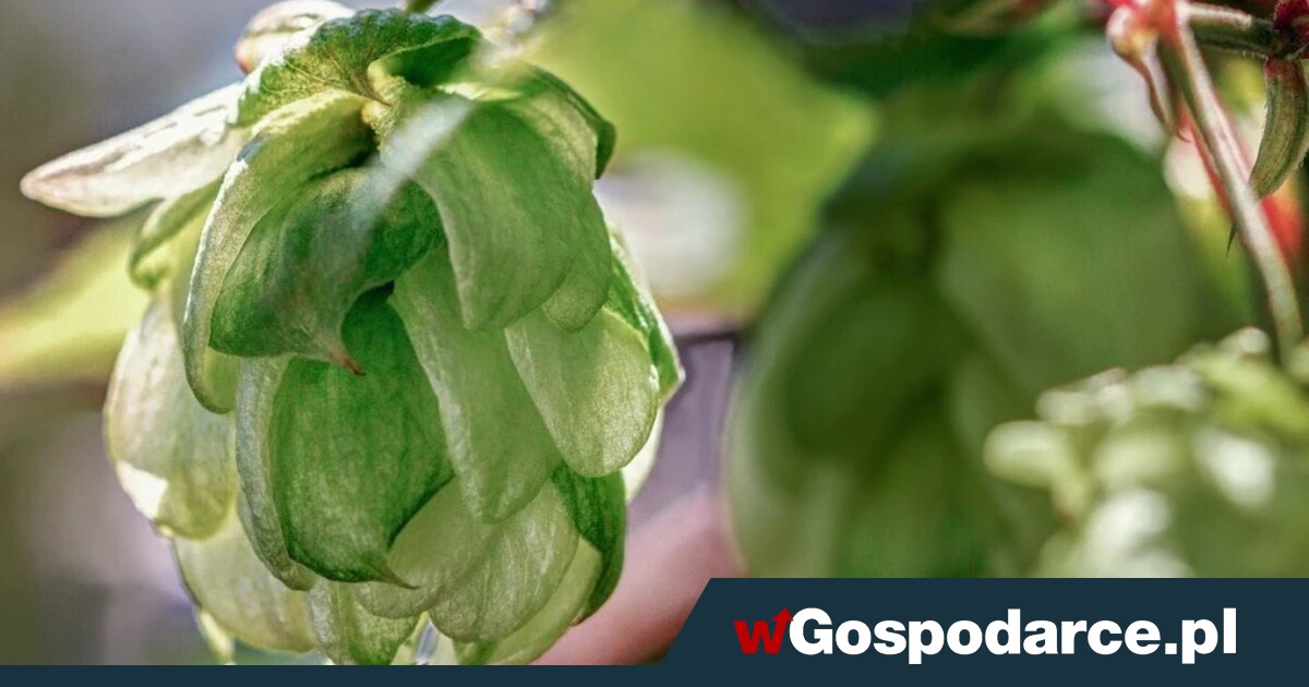 Najdroższe warzywo świata rośnie w Polsce?!