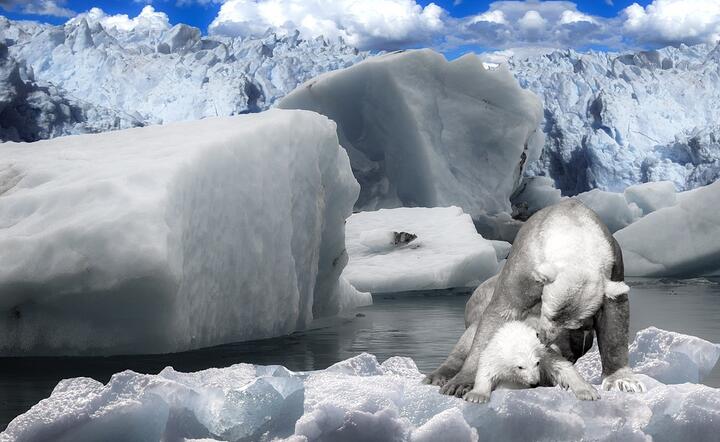 Zmiany klimatyczne w Arktyce oznaczają wyrok dla niedźwiedzi polarnych, których środowisko życia ulegnie drastycznym zmianom / autor: Pixabay