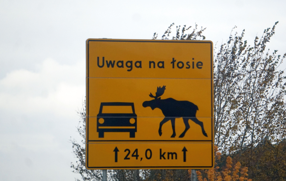 Uwaga na Łosie! / autor: Fratria