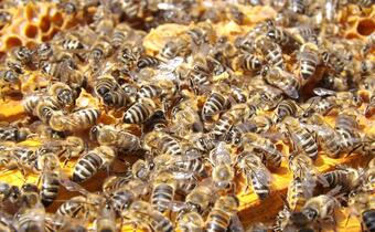 Opryskał rzepak zakazanym środkiem, wytruł 7,5 miliona pszczół