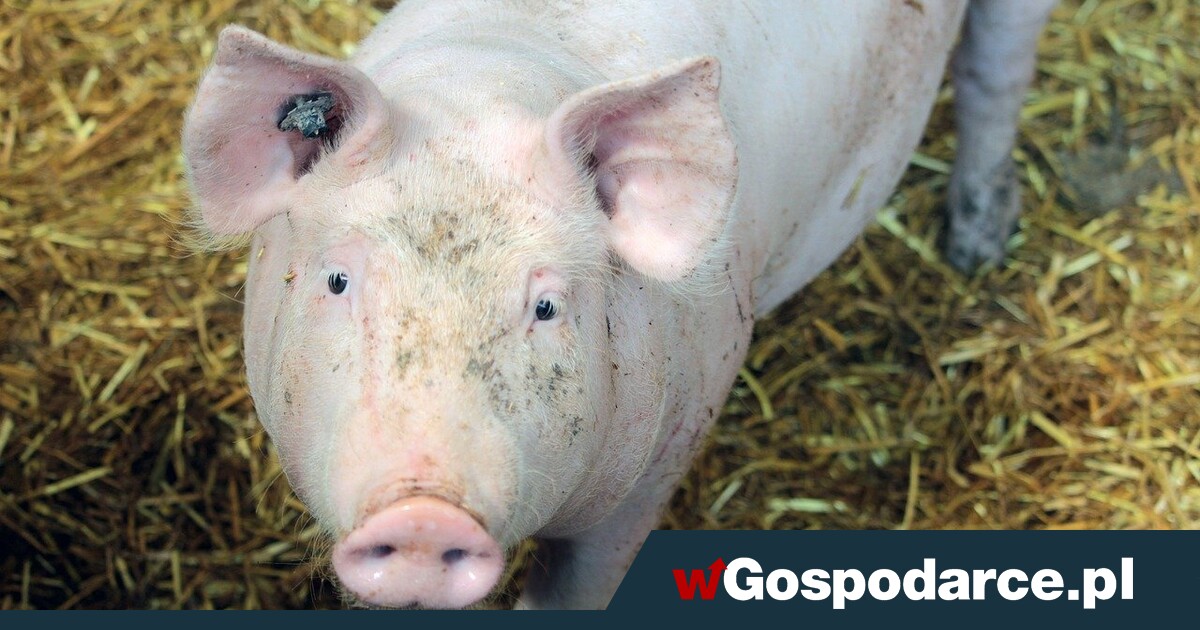 Chiny idą po dominację na rynku wieprzowiny