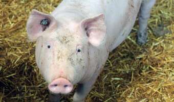 Chiny idą po dominację na rynku wieprzowiny