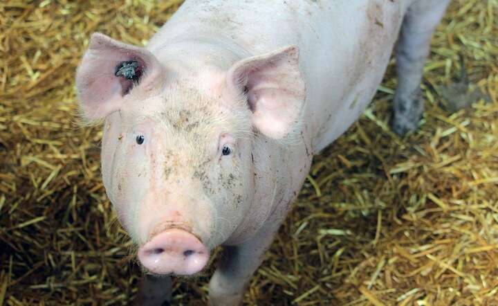 Globalny rynek trzody chlewnej wchodzi w fazę ostrego przesilenia / autor: Pixabay