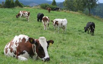 Pakiet wsparcia unijnych producentów mleka to 500 mln euro