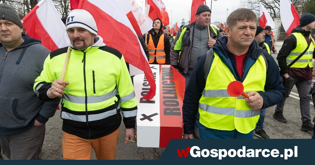 Rolnicy jadą do ministra ze świńskimi ryjami