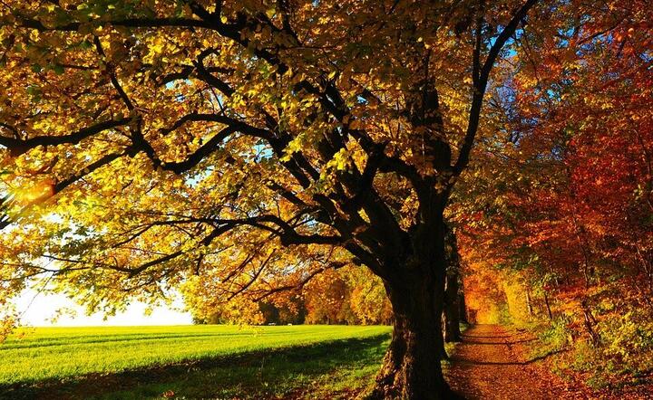 Piękna jesienna pogoda na przełom października i listopada / autor: Pixabay