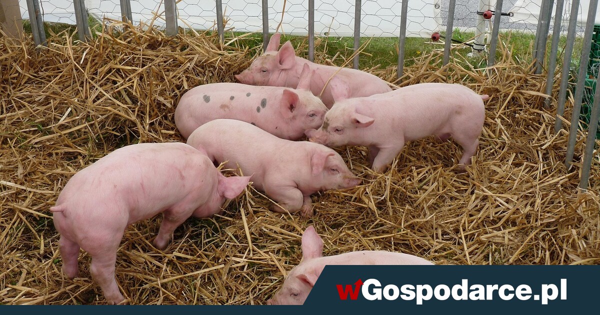 ASF kosztuje nas już ponad 20 mld zł