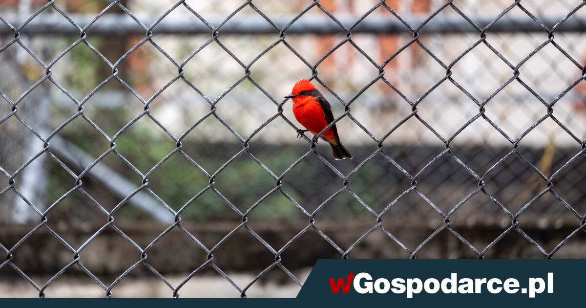 Obywatelu, zapłacisz państwu za… własny płot!