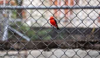 Obywatelu, zapłacisz państwu za… własny płot!