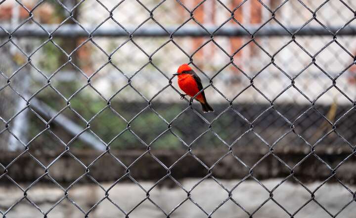 Obywatelu, zapłacisz państwu za… własny płot!