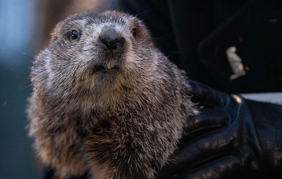 Zwierzak w obchodzony 2 lutego Dzień Świstaka zobaczył własny cień, co zwiastuje kolejne sześć tygodni zimy / autor: Anthony Quintano from Mount Laurel, United States, CC BY 2.0 <https://creativecommons.org/licenses/by/2.0>, via Wikimedia Commons