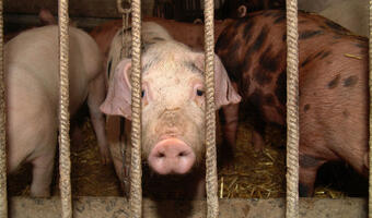 Czy nawrót epidemii ASF to wyrok na eksport wieprzowiny z Polski?