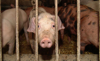 Czy nawrót epidemii ASF to wyrok na eksport wieprzowiny z Polski?