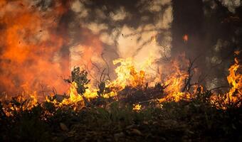 USA: Pożary trawią cały stan