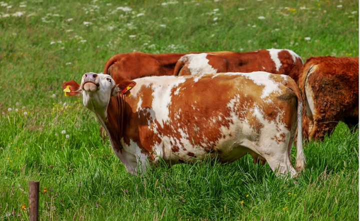 Eko aktywiści porównują normalne krowy do ofiar Holokaustu / autor: pixabay