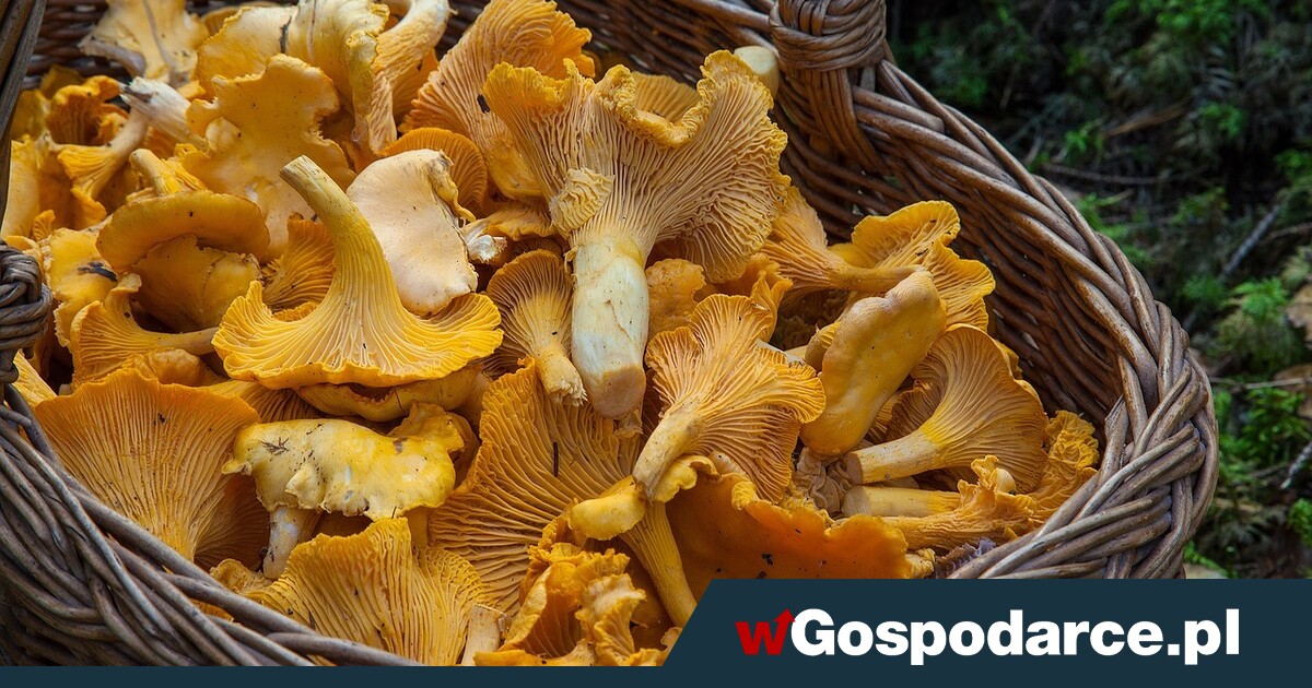 Co kryją w sobie grzyby?