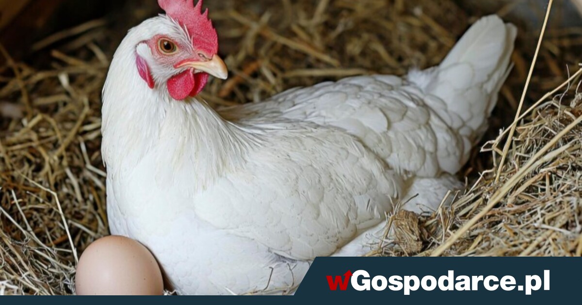 Grypa ptaków: 16 nowych ognisk w 10 dni!