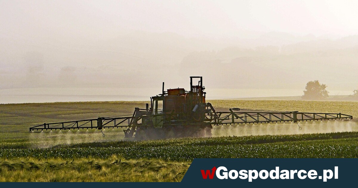 Będzie wielki problem z ochroną zbóż