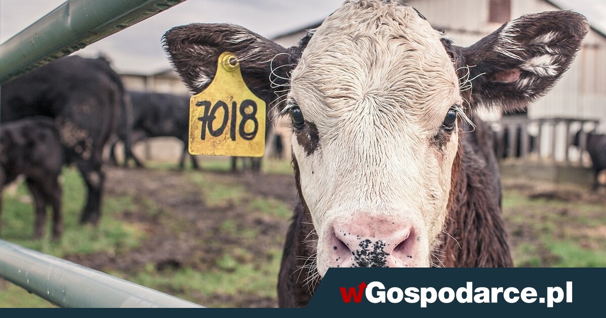 Bruksela tnie dopłaty dla hodowców