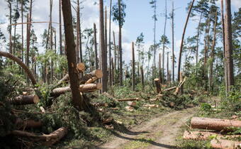 Lasy Państwowe wprowadzą w środę tzw. stan siły wyższej po zniszczeniach lasów na skutek nawałnic
