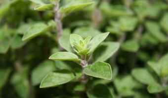 Ładne ziółko, czyli VAT w parlamencie po włosku