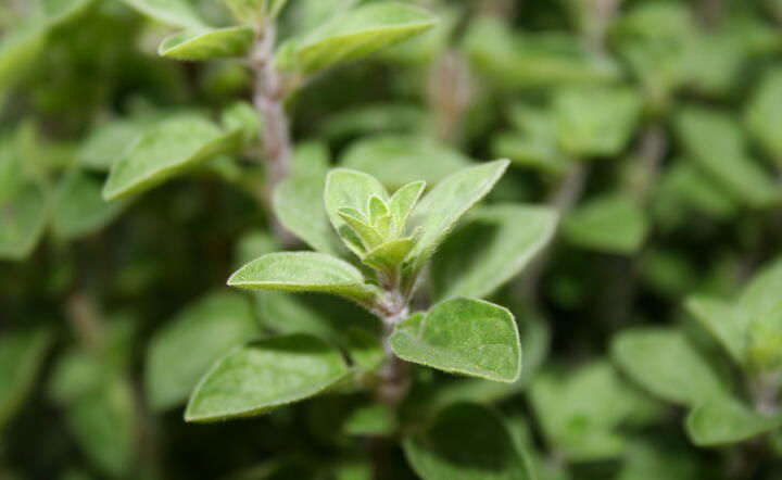 Jeden z podstawowych aromatycznych składników włoskiej kuchni ma podatkowego pecha, fot. freeimages.com