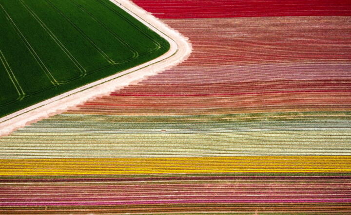 GALERIA Niesamowite zdjęcia! Pola kwitnących tulipanów