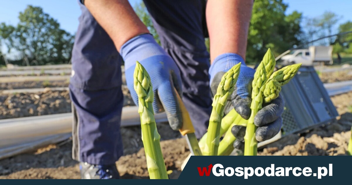 Nastał Tusk, wróciła praca przy szparagach