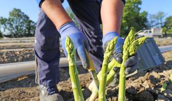 Nastał Tusk, wróciła praca przy szparagach
