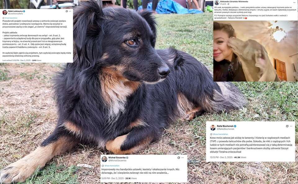 Chain Act. Hysteria after the veto and... Nelson the dog