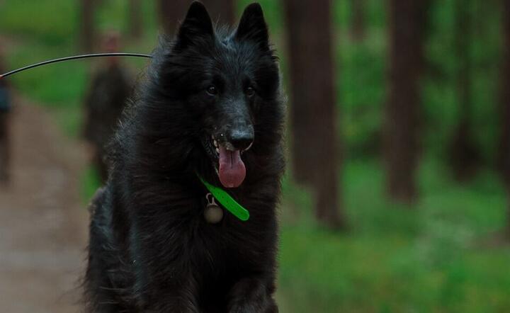Pierwszy pies ratowniczo - poszukiwawczy rozpoczął służbę w WOT / autor: WOT